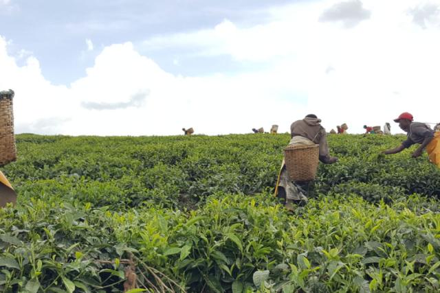 Driving Agricultural Fintech in Rwanda: A GSMA & Airtel UX Partnership